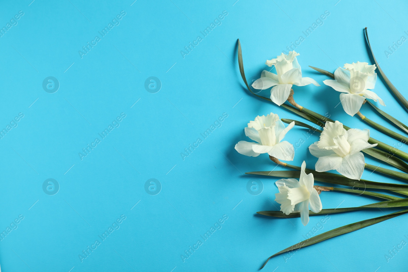 Beautiful daffodils on light blue background, flat lay. Space for text Photo of Beautiful daffodils on light blue background, flat lay. Space for text