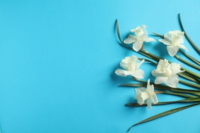 Photo of Beautiful daffodils on light blue background, flat lay. Space for text