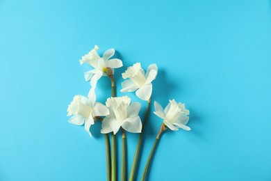 Photo of Beautiful daffodils on light blue background, flat lay
