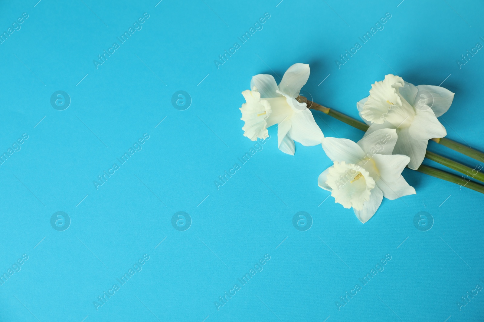 Beautiful daffodils on light blue background, flat lay. Space for text Photo of Beautiful daffodils on light blue background, flat lay. Space for text