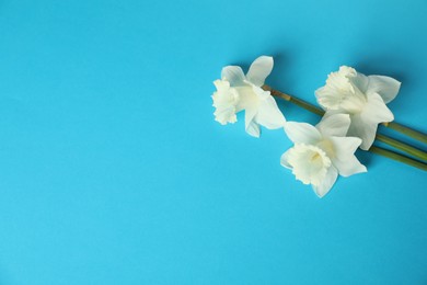 Photo of Beautiful daffodils on light blue background, flat lay. Space for text