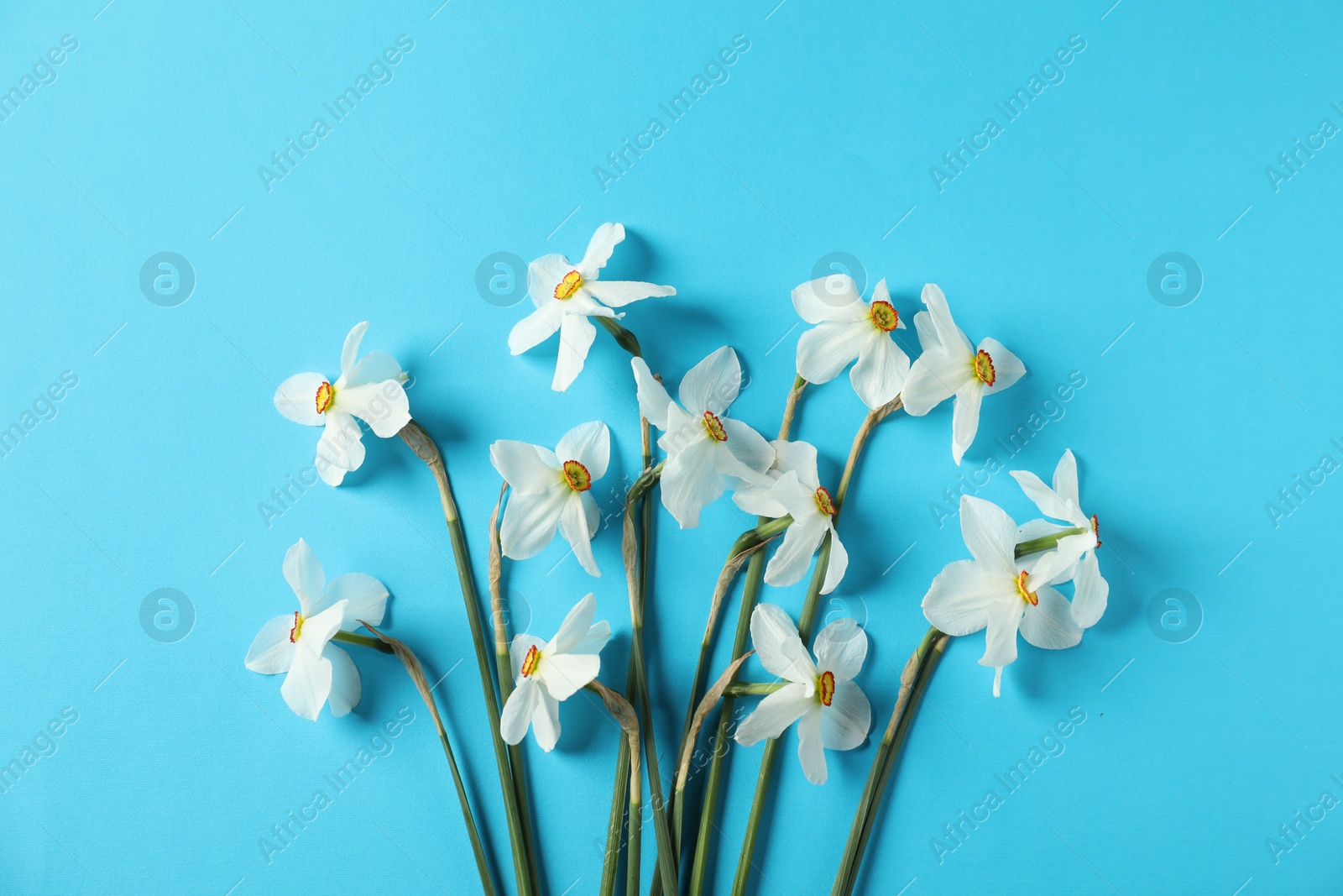Beautiful daffodils on light blue background, flat lay Photo of Beautiful daffodils on light blue background, flat lay
