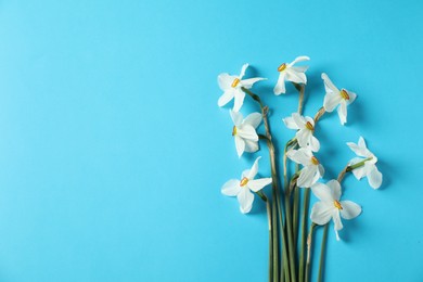 Photo of Beautiful daffodils on light blue background, flat lay. Space for text