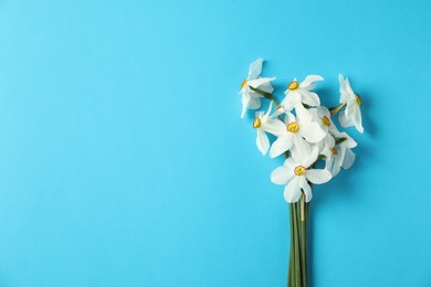 Photo of Beautiful daffodils on light blue background, top view. Space for text