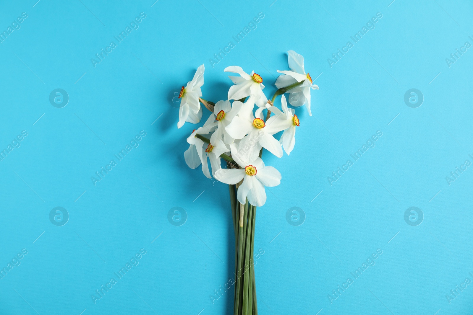 Beautiful daffodils on light blue background, top view Photo of Beautiful daffodils on light blue background, top view