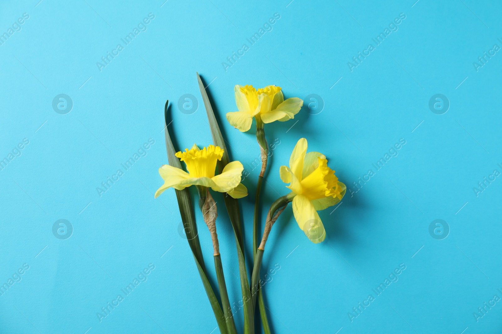 Beautiful daffodils on light blue background, flat lay Photo of Beautiful daffodils on light blue background, flat lay