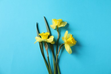Photo of Beautiful daffodils on light blue background, flat lay