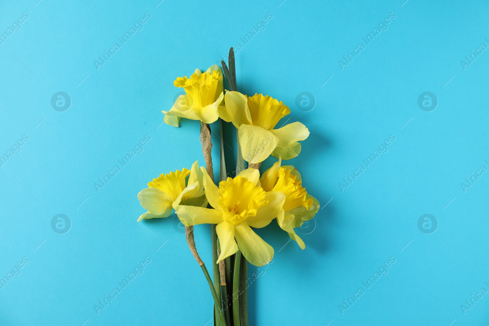 Beautiful daffodils on light blue background, top view Photo of Beautiful daffodils on light blue background, top view