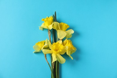 Photo of Beautiful daffodils on light blue background, top view