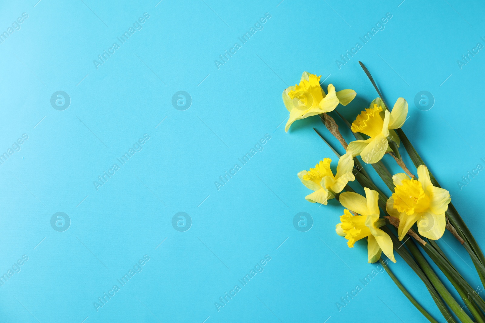 Beautiful daffodils on light blue background, flat lay. Space for text Photo of Beautiful daffodils on light blue background, flat lay. Space for text