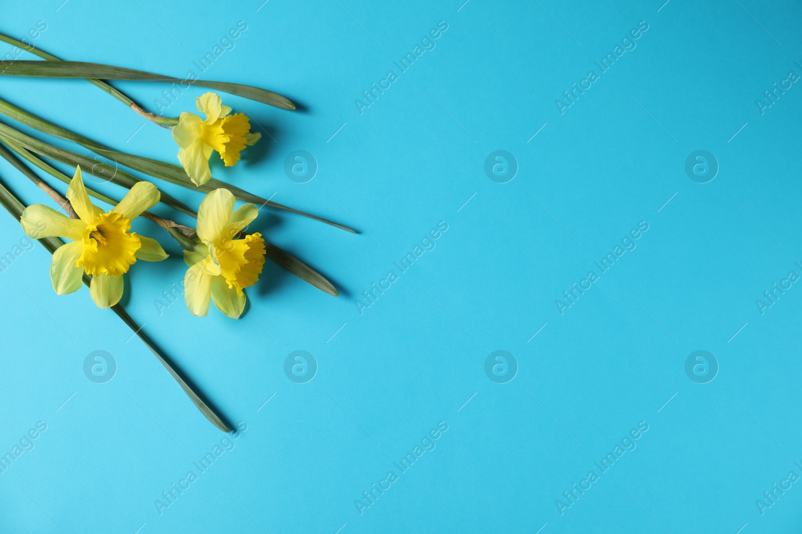 Beautiful daffodils on light blue background, space for text Photo of Beautiful daffodils on light blue background, space for text