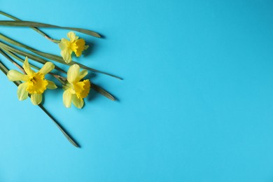 Photo of Beautiful daffodils on light blue background, space for text