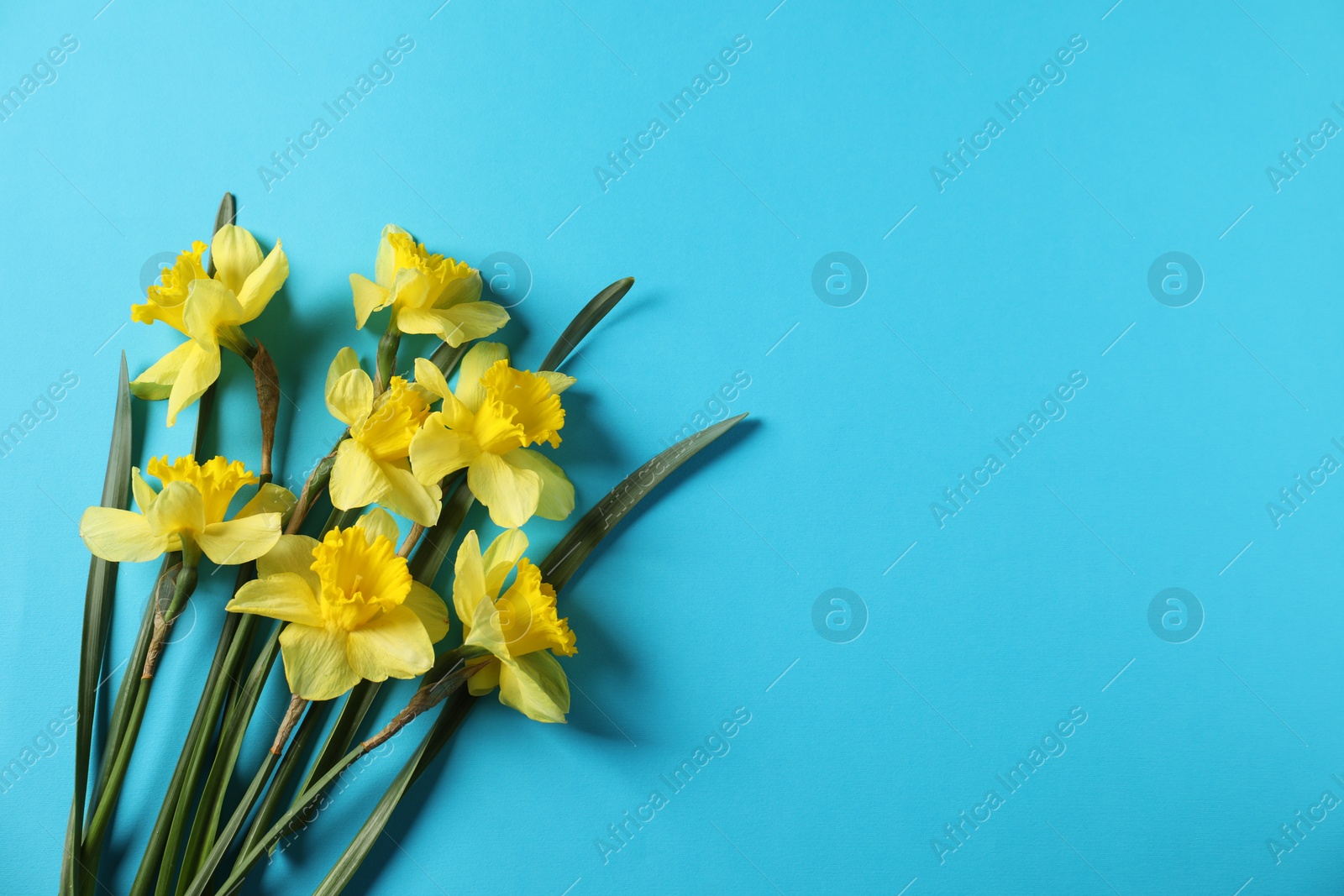 Beautiful daffodils on light blue background, flat lay. Space for text Photo of Beautiful daffodils on light blue background, flat lay. Space for text