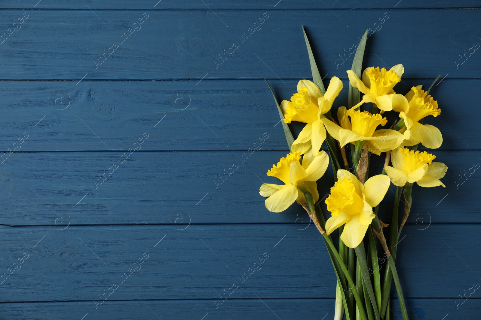Beautiful daffodils on blue wooden table, flat lay. Space for text Photo of Beautiful daffodils on blue wooden table, flat lay. Space for text