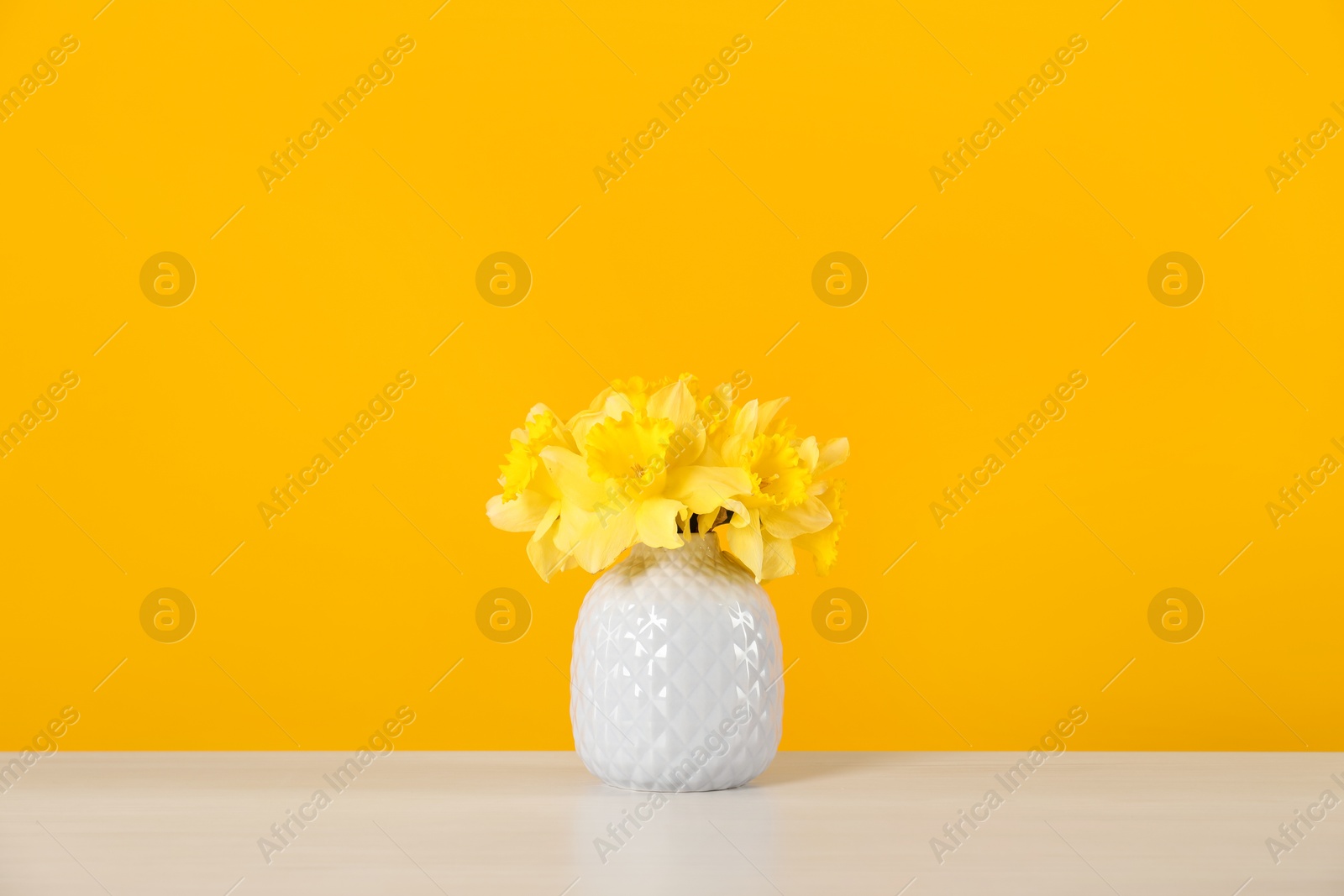 Beautiful daffodils in vase on white table against yellow background Photo of Beautiful daffodils in vase on white table against yellow background