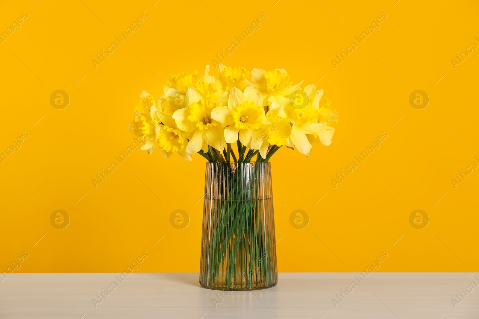 Beautiful daffodils in vase on white table against yellow background Photo of Beautiful daffodils in vase on white table against yellow background