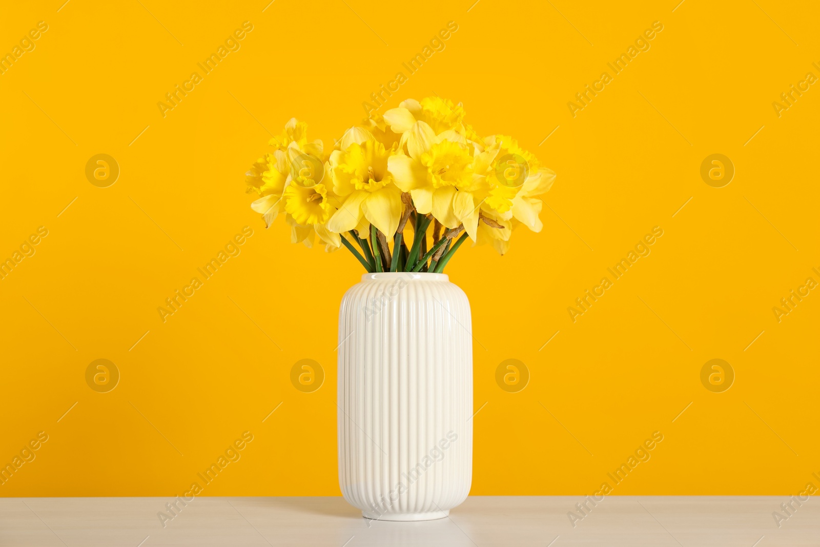 Beautiful daffodils in vase on white table against yellow background Photo of Beautiful daffodils in vase on white table against yellow background
