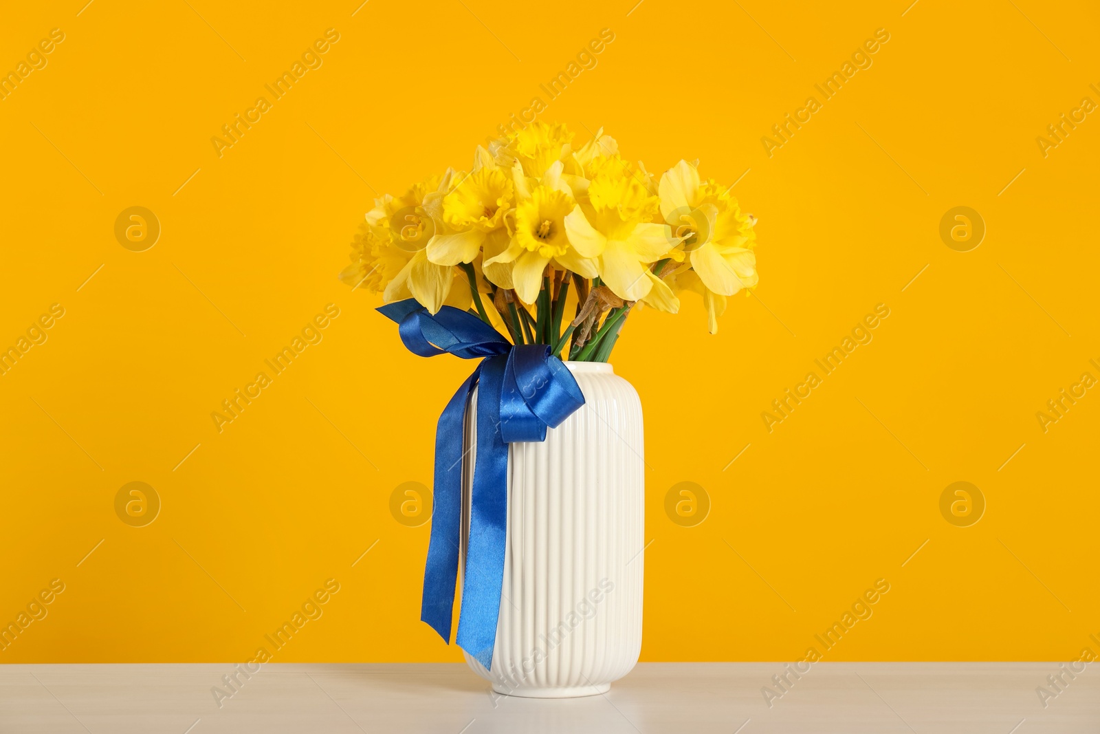 Beautiful daffodils with ribbon in vase on white table against yellow background Photo of Beautiful daffodils with ribbon in vase on white table against yellow background