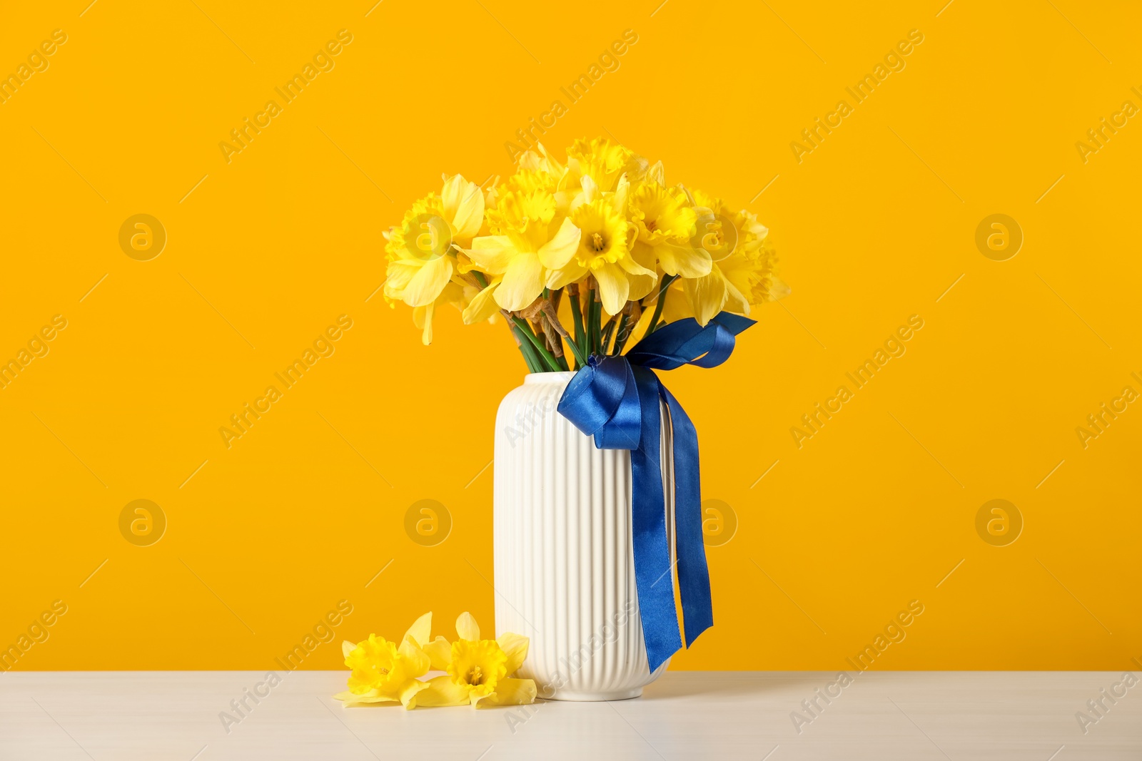 Beautiful daffodils with ribbon in vase on white table against yellow background Photo of Beautiful daffodils with ribbon in vase on white table against yellow background