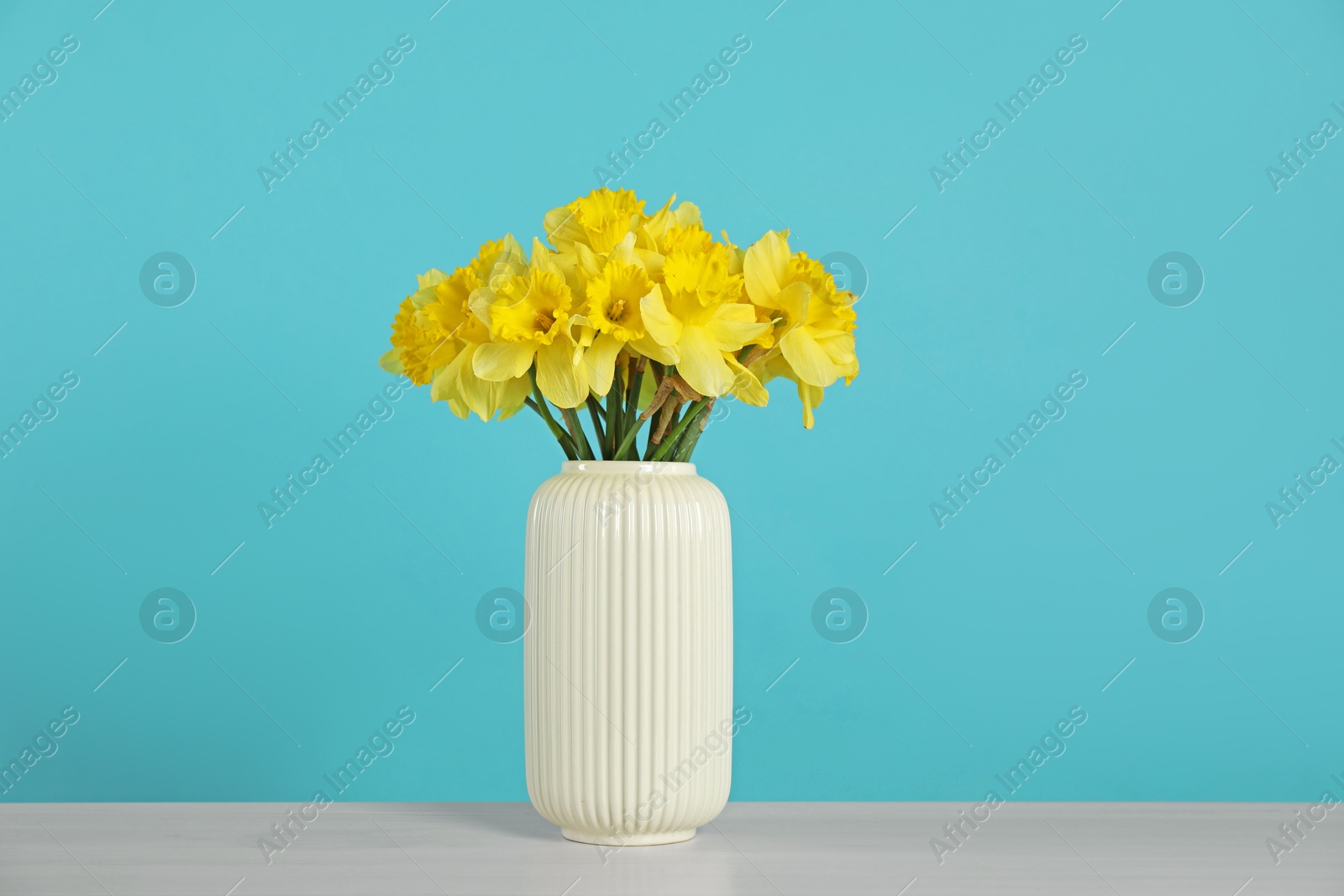 Beautiful daffodils in vase on light table against turquoise background Photo of Beautiful daffodils in vase on light table against turquoise background