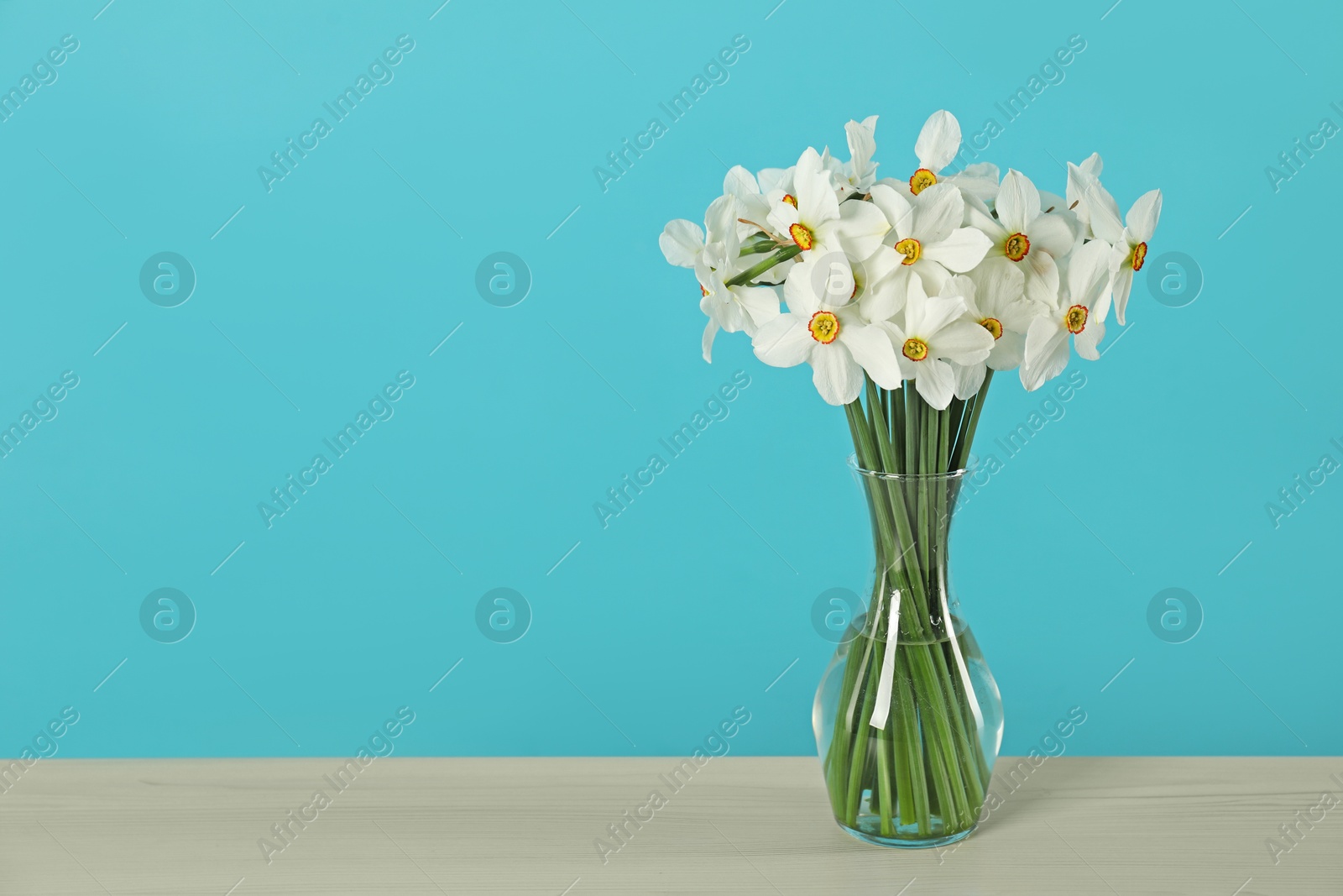 Beautiful daffodils in vase on wooden table against turquoise background. Space for text Photo of Beautiful daffodils in vase on wooden table against turquoise background. Space for text