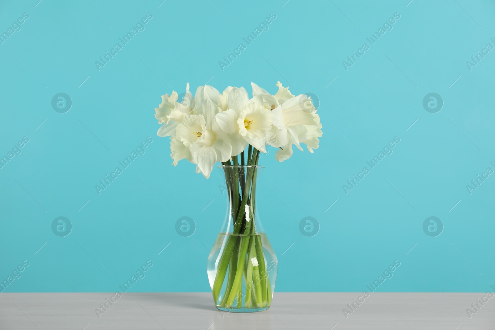 Beautiful daffodils in vase on grey table against turquoise background Photo of Beautiful daffodils in vase on grey table against turquoise background
