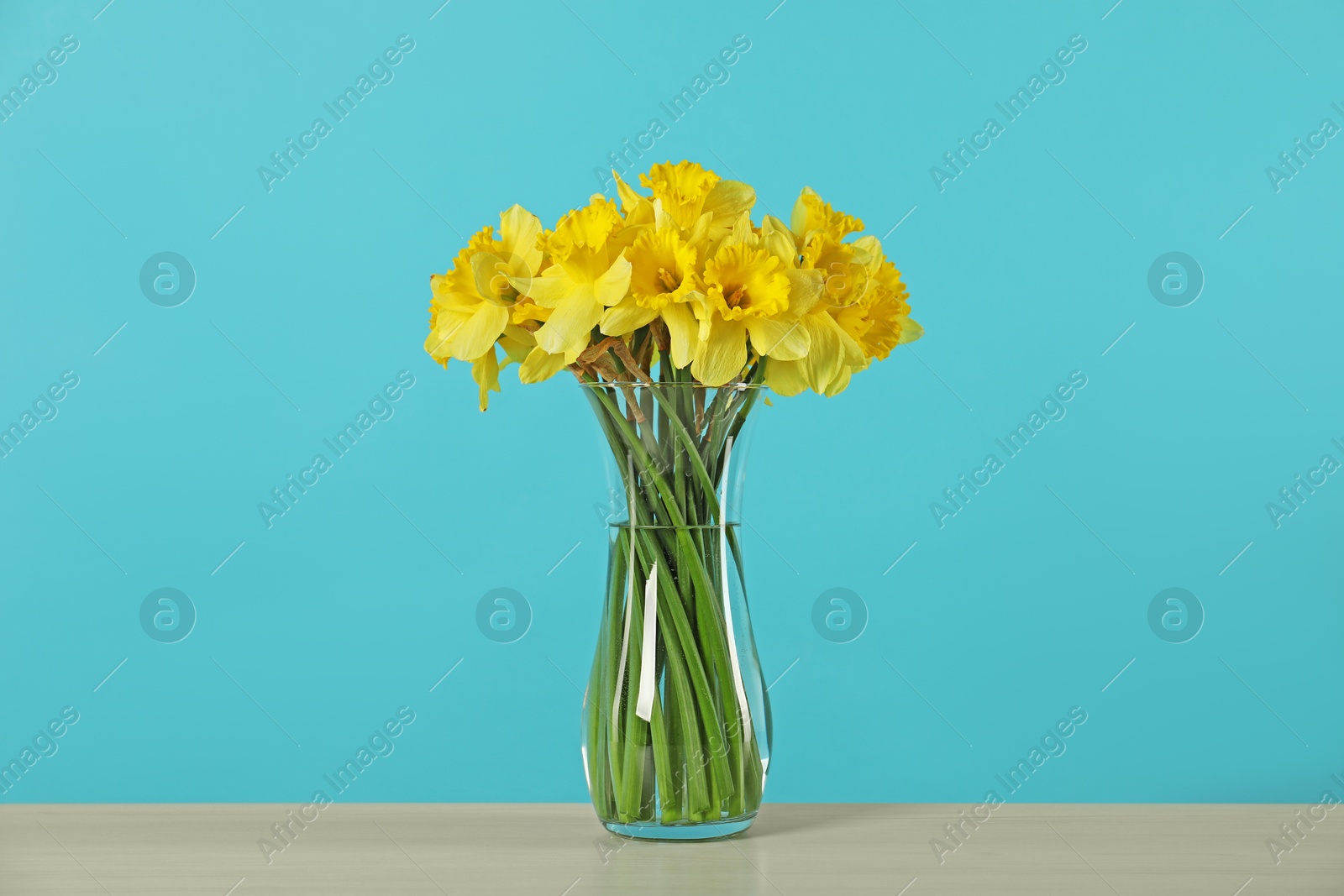 Beautiful daffodils in vase on table against turquoise background Photo of Beautiful daffodils in vase on table against turquoise background