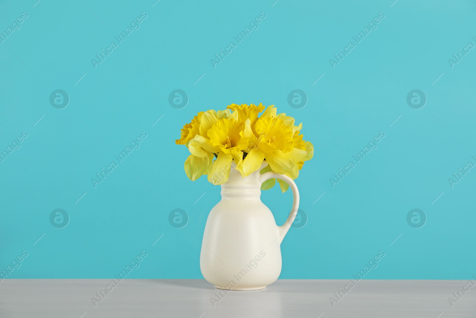 Beautiful daffodils in vase on grey table against turquoise background Photo of Beautiful daffodils in vase on grey table against turquoise background