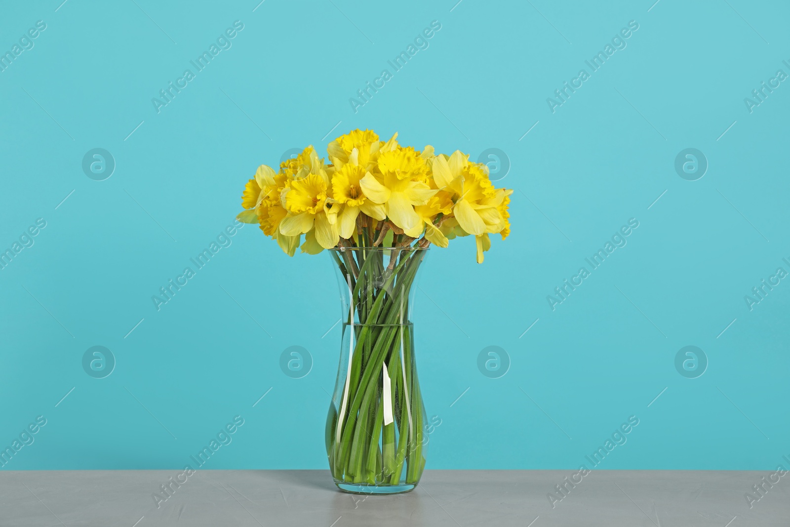 Beautiful daffodils in vase on grey table against turquoise background Photo of Beautiful daffodils in vase on grey table against turquoise background