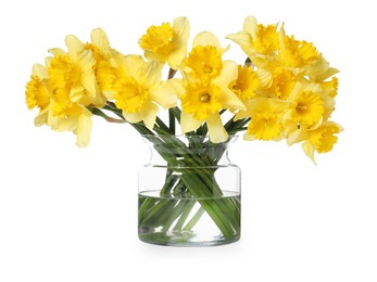 Photo of Yellow daffodils in vase isolated on white