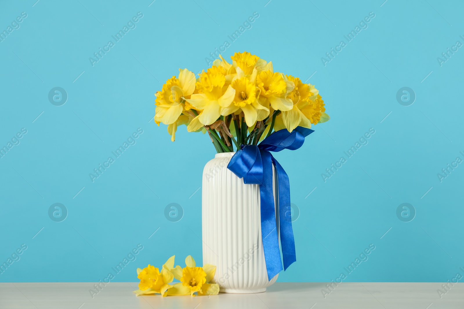 Beautiful daffodils with ribbon in vase on table against turquoise background Photo of Beautiful daffodils with ribbon in vase on table against turquoise background