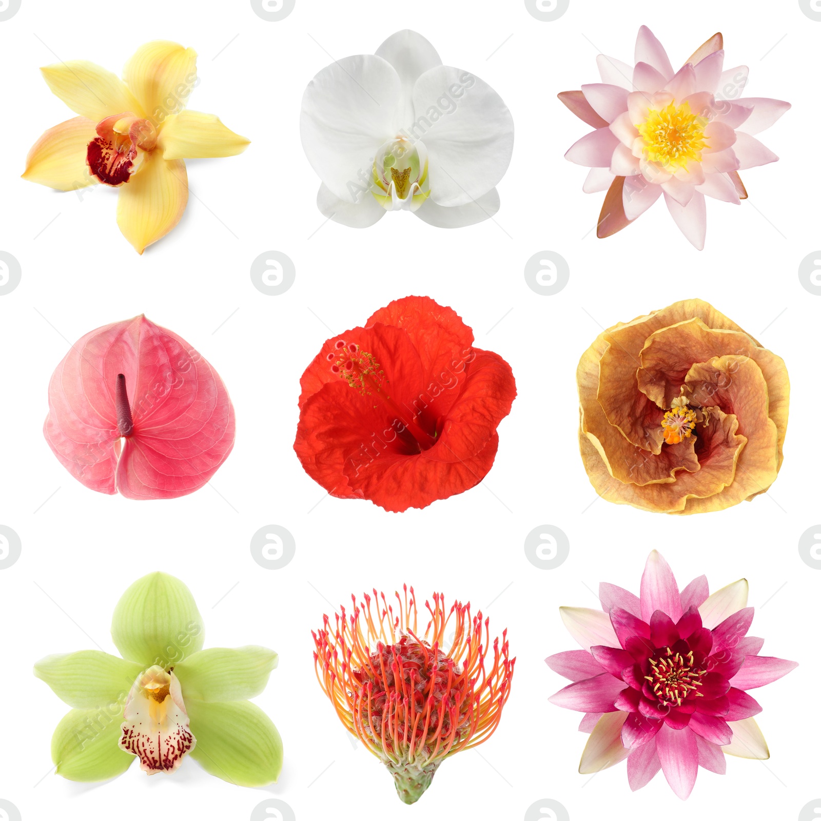 Beautiful tropical flowers isolated on white, set Image of Beautiful tropical flowers isolated on white, set