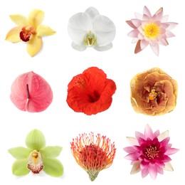 Image of Beautiful tropical flowers isolated on white, set
