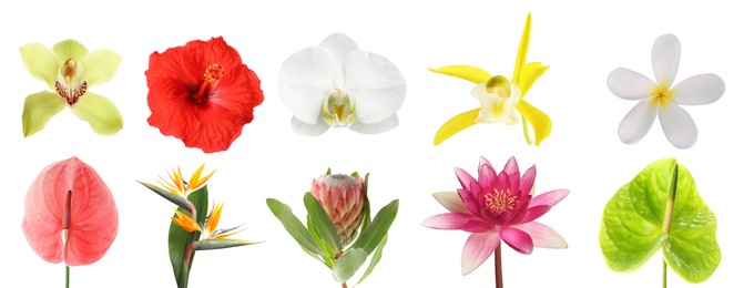 Image of Beautiful tropical flowers isolated on white, set