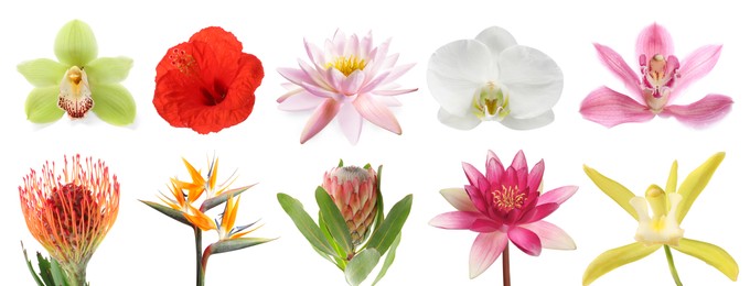 Image of Beautiful tropical flowers isolated on white, set