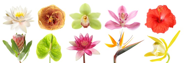 Image of Beautiful tropical flowers isolated on white, set