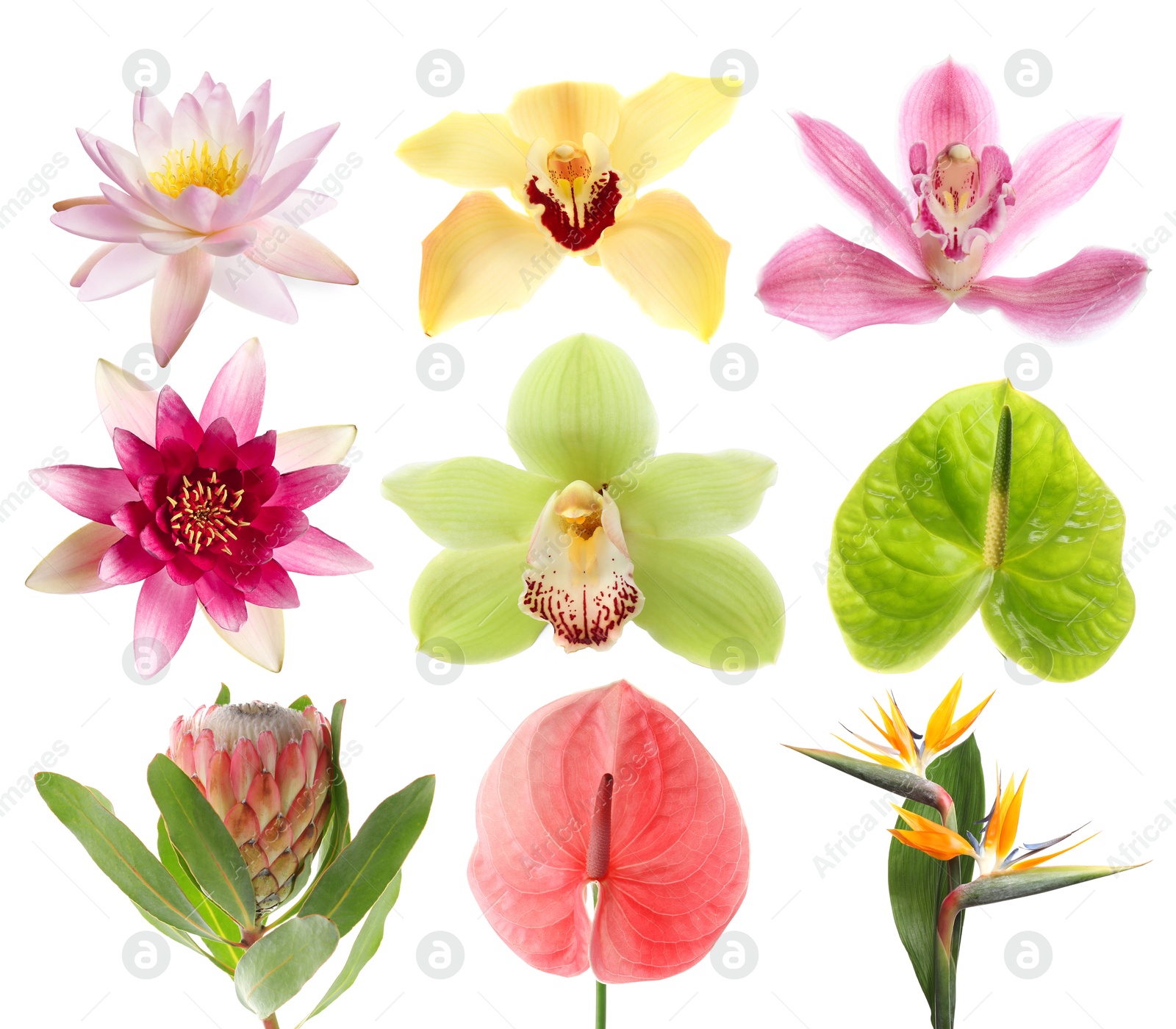 Beautiful tropical flowers isolated on white, set Image of Beautiful tropical flowers isolated on white, set