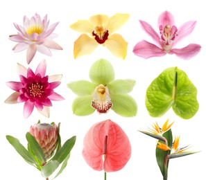 Image of Beautiful tropical flowers isolated on white, set