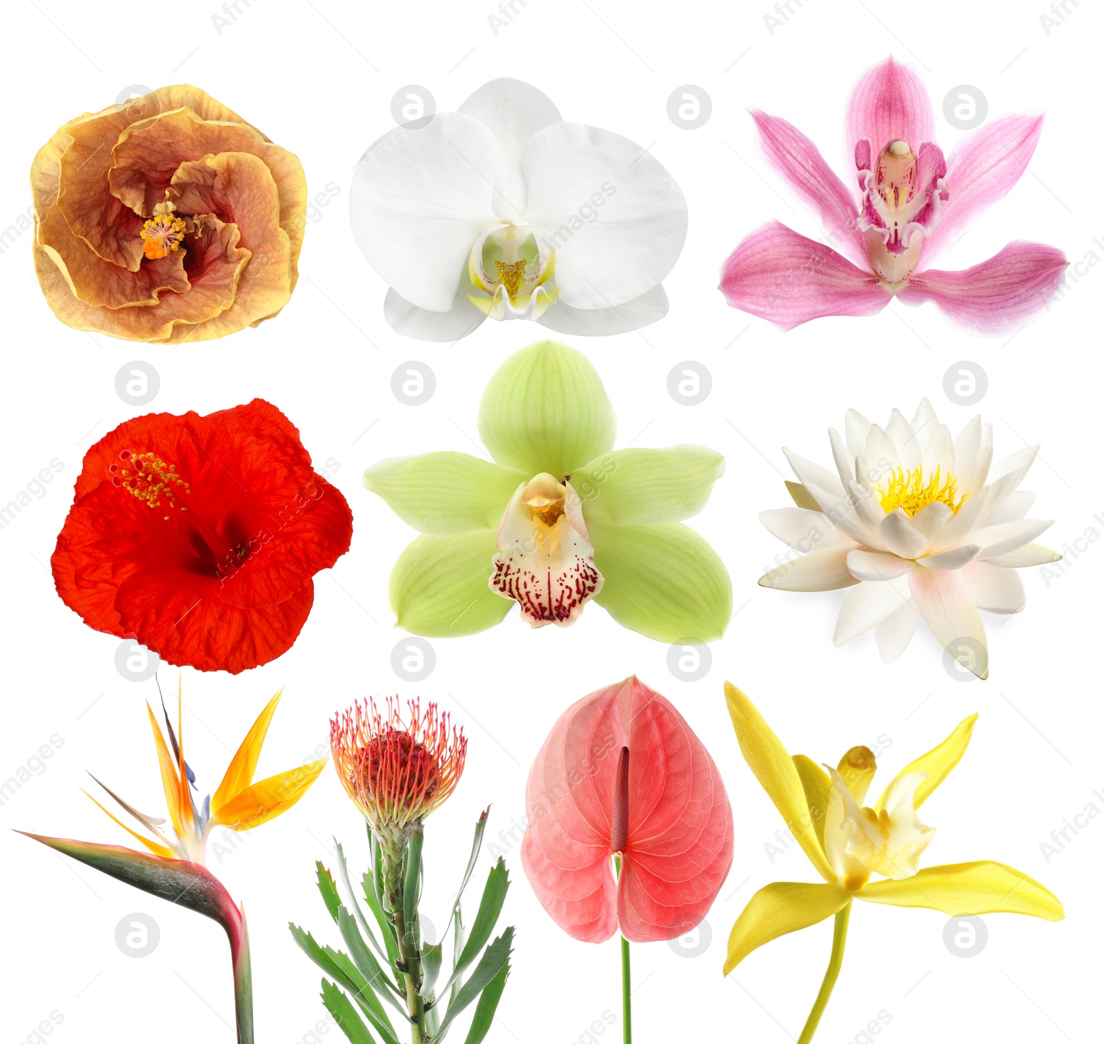 Beautiful tropical flowers isolated on white, set Image of Beautiful tropical flowers isolated on white, set