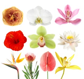 Image of Beautiful tropical flowers isolated on white, set