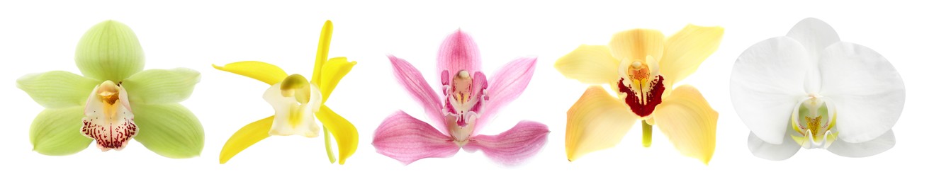 Image of Beautiful tropical orchid flowers isolated on white, set