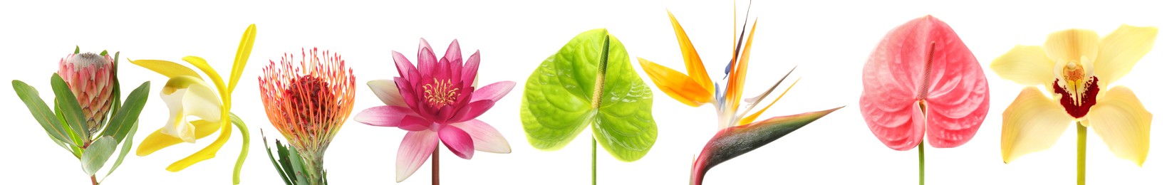 Image of Beautiful tropical flowers isolated on white, set
