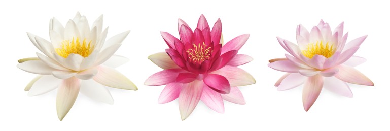 Image of Beautiful tropical lotus flowers isolated on white, set