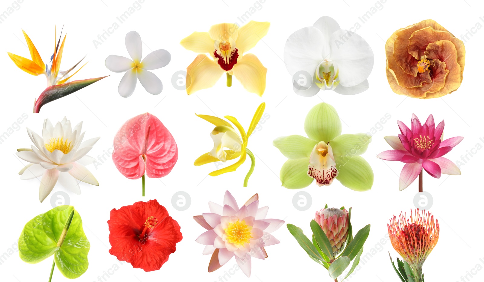 Beautiful tropical flowers isolated on white, set Image of Beautiful tropical flowers isolated on white, set