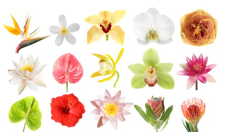 Image of Beautiful tropical flowers isolated on white, set