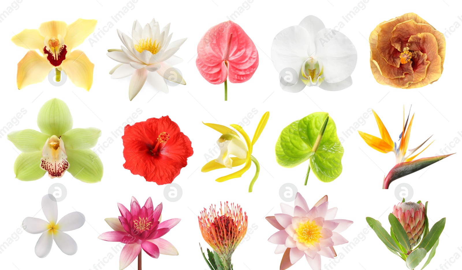 Beautiful tropical flowers isolated on white, set Image of Beautiful tropical flowers isolated on white, set