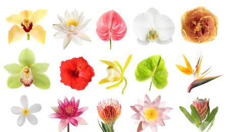 Image of Beautiful tropical flowers isolated on white, set
