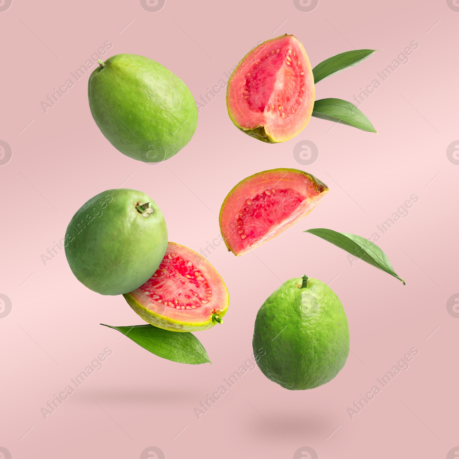 Fresh guava fruits and leaves falling on pastel pink background Image of Fresh guava fruits and leaves falling on pastel pink background
