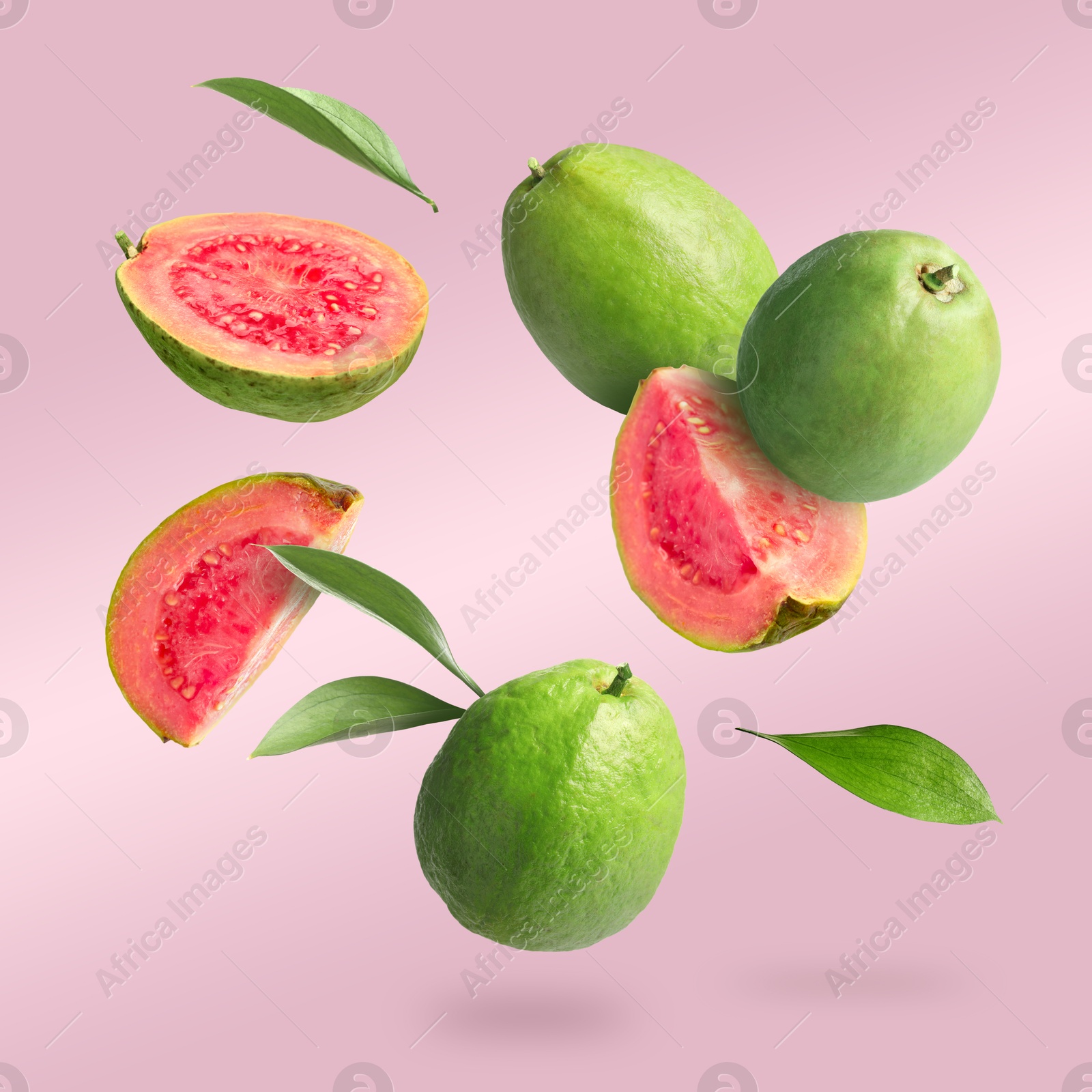 Fresh guava fruits and leaves falling on pastel pink background Image of Fresh guava fruits and leaves falling on pastel pink background