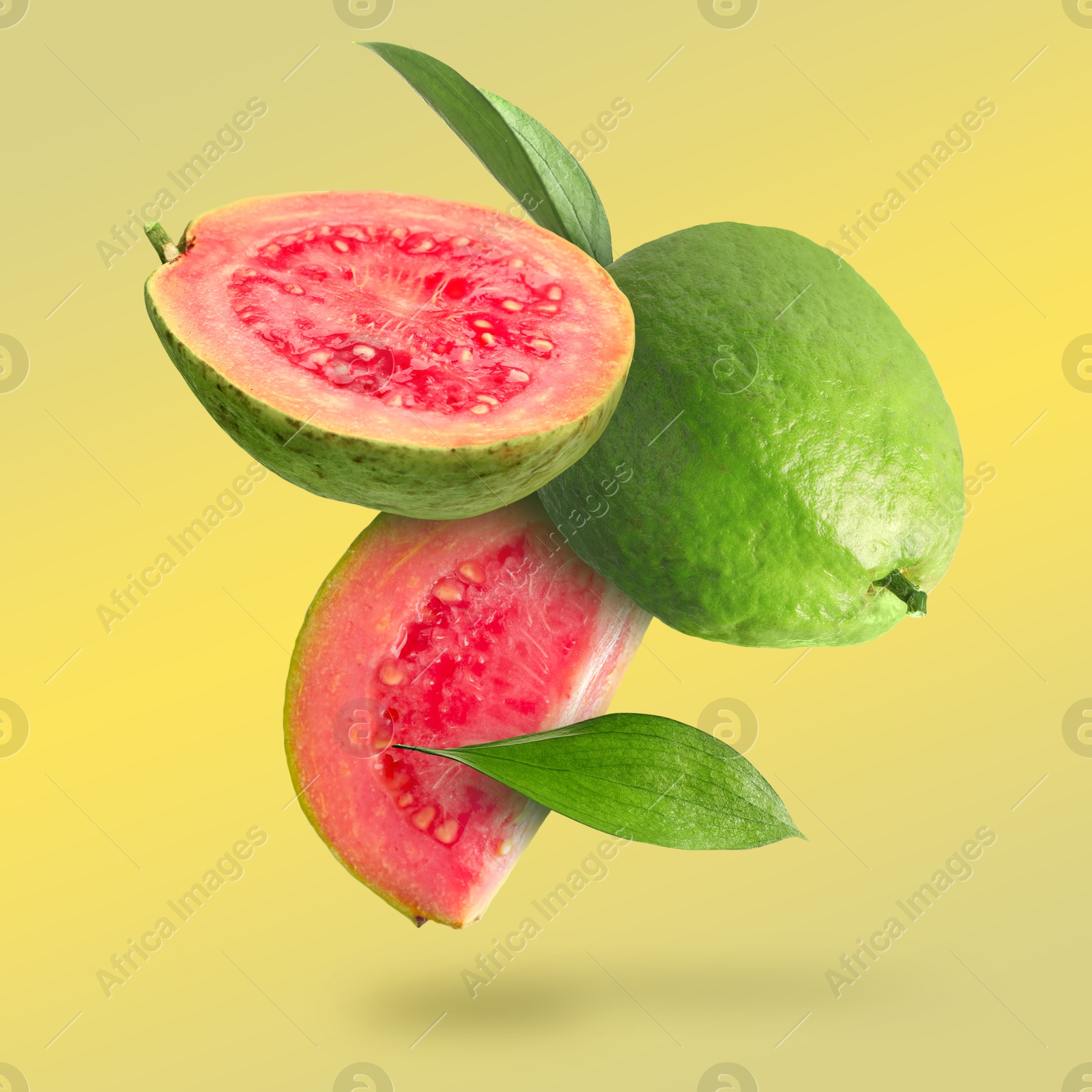 Fresh guava fruits and leaves falling on yellow background Image of Fresh guava fruits and leaves falling on yellow background